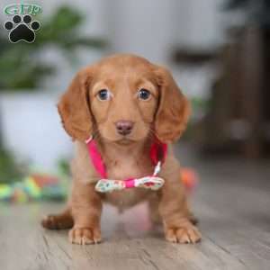 Lily, Dachshund Puppy