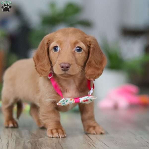 Lily, Dachshund Puppy
