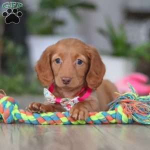Lily, Dachshund Puppy