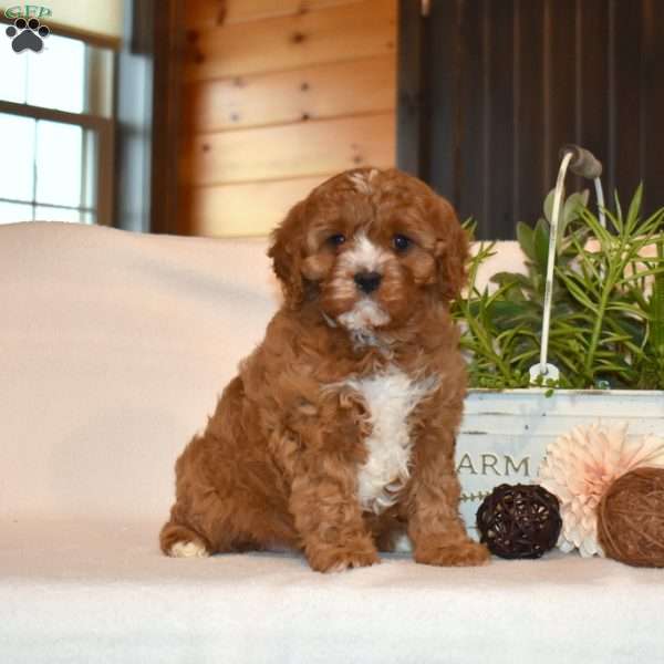 Lily, Cavapoo Puppy