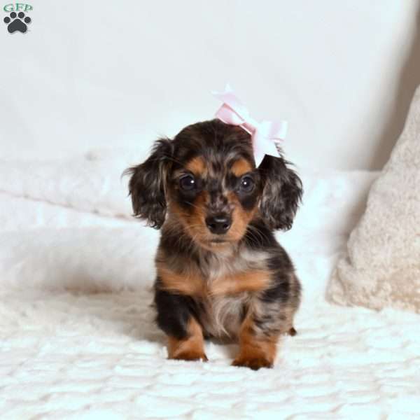 Lily, Dachshund Puppy