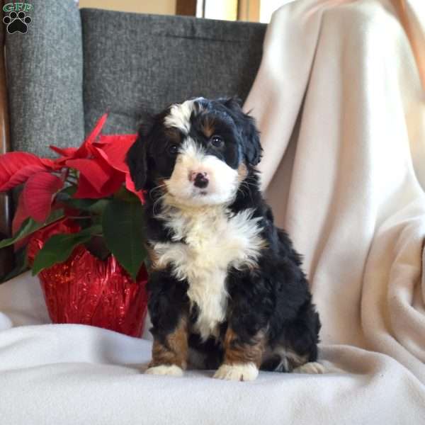 Lily, Mini Bernedoodle Puppy