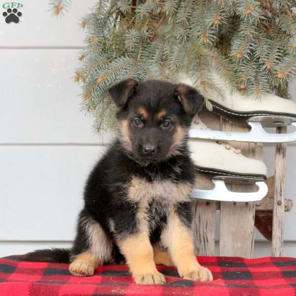 Lily, German Shepherd Puppy