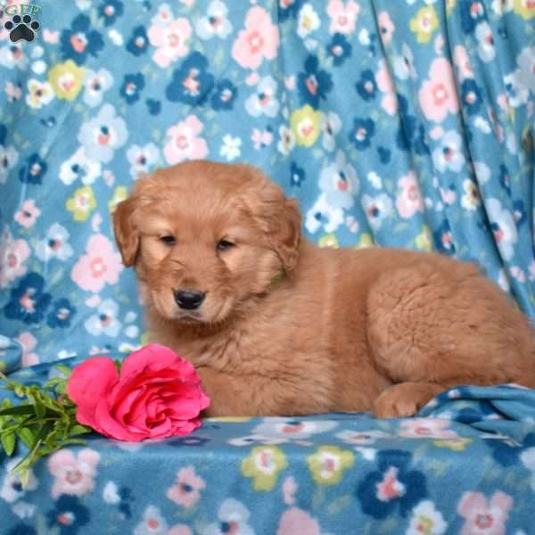 Lily, Golden Retriever Puppy
