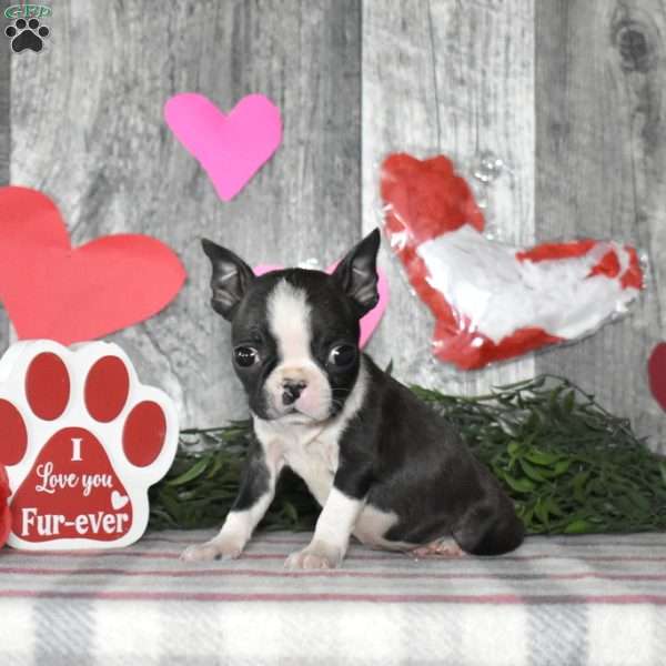 Lily, Boston Terrier Puppy