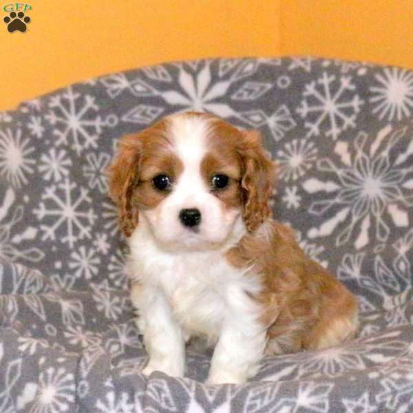 Lily, Cavalier King Charles Spaniel Puppy