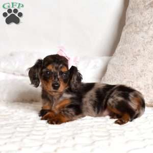 Lily, Dachshund Puppy