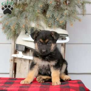Lily, German Shepherd Puppy