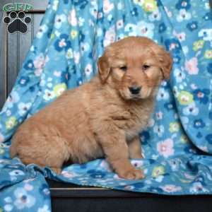 Lily, Golden Retriever Puppy