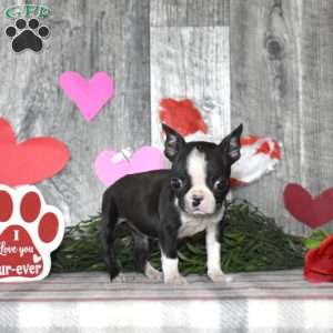Lily, Boston Terrier Puppy