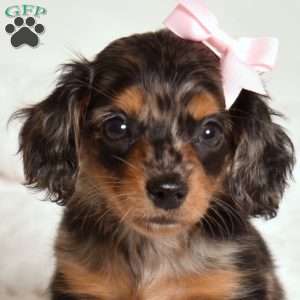 Lily, Dachshund Puppy