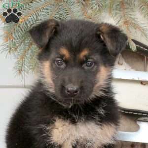 Lily, German Shepherd Puppy