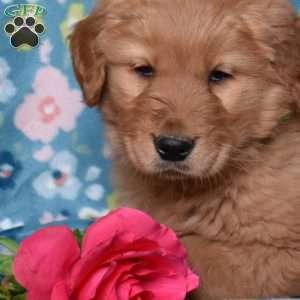 Lily, Golden Retriever Puppy