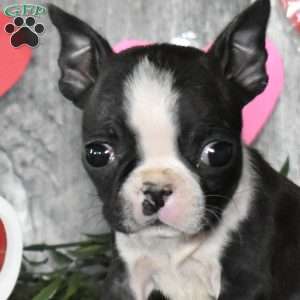 Lily, Boston Terrier Puppy