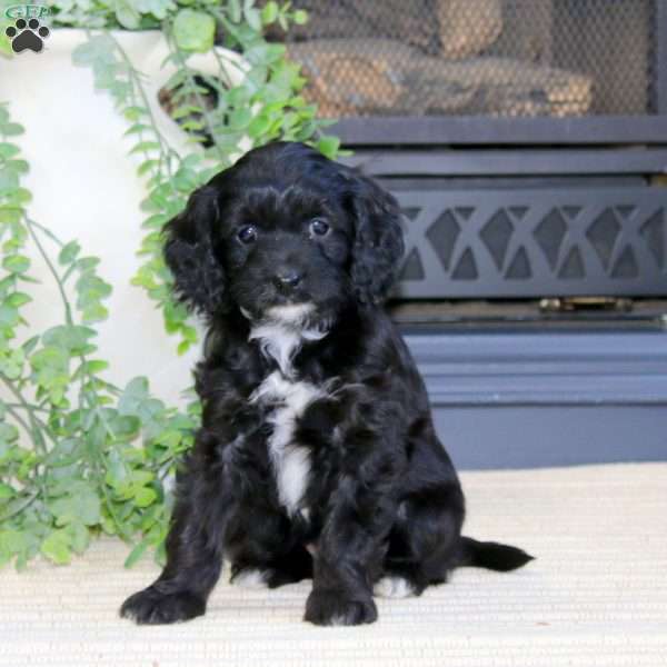Lily-F1B, Cavapoo Puppy