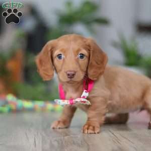 Lily, Dachshund Puppy