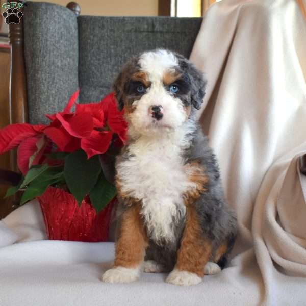 Lincoln, Mini Bernedoodle Puppy