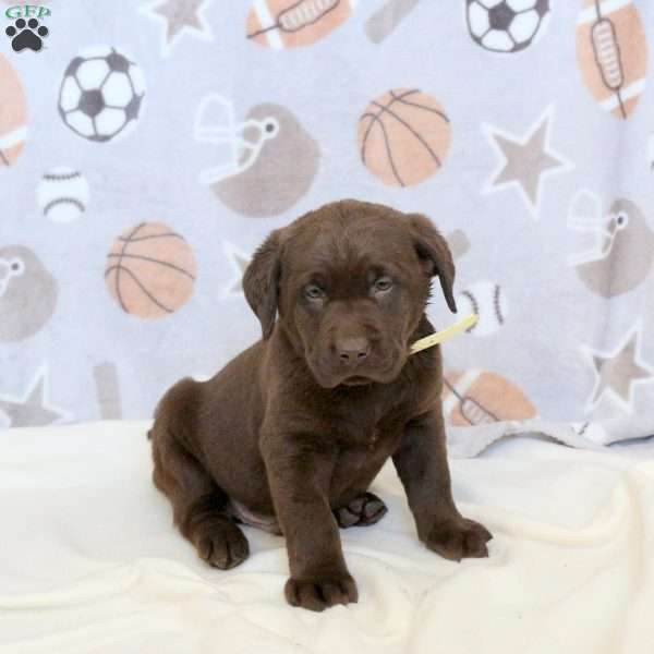Lincoln, Chocolate Labrador Retriever Puppy
