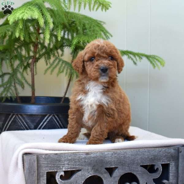 Lincoln, Mini Goldendoodle Puppy