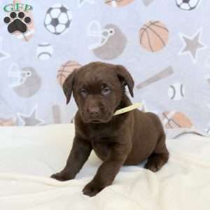Lincoln, Chocolate Labrador Retriever Puppy