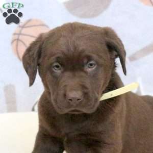 Lincoln, Chocolate Labrador Retriever Puppy