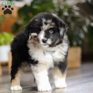 Lindt, Miniature Australian Shepherd Puppy