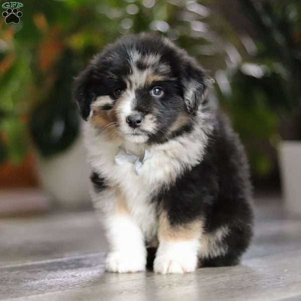 Lindt, Miniature Australian Shepherd Puppy