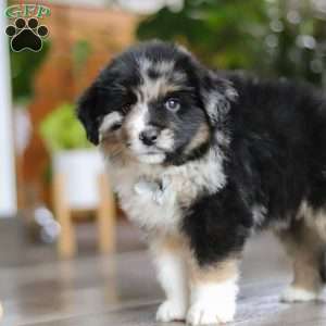 Lindt, Miniature Australian Shepherd Puppy