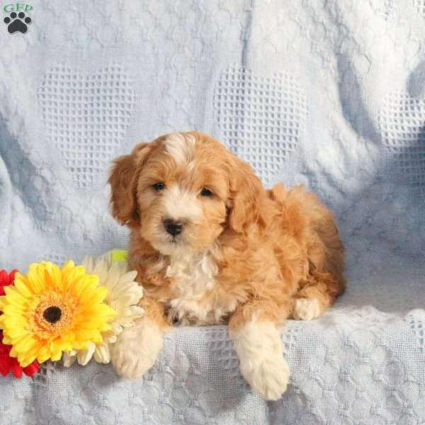 Link, Mini Goldendoodle Puppy