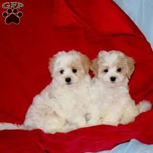 Bobby, Maltipoo Puppy