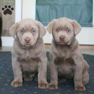 Becky, Silver Labrador Retriever Puppy