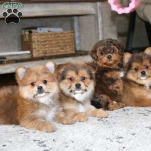 Karter, Yorkie Mix Puppy