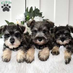 Bailey, Miniature Schnauzer Puppy