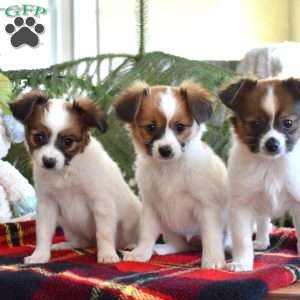 Thumper, Papillon Puppy