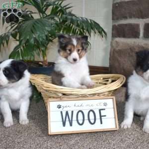 Clover, Sheltie Puppy