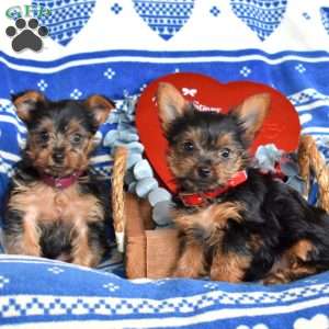 Oakley, Yorkie Puppy