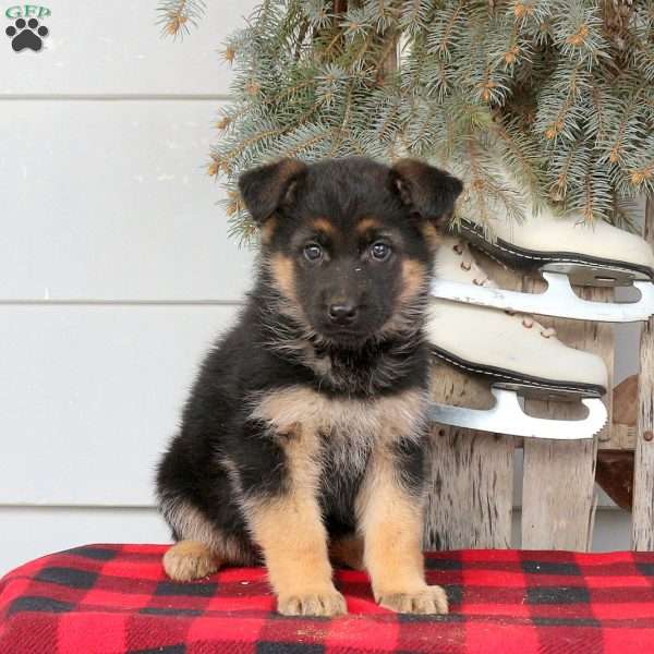 Liza, German Shepherd Puppy