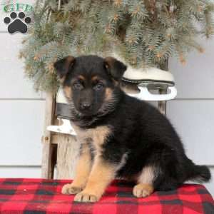 Liza, German Shepherd Puppy