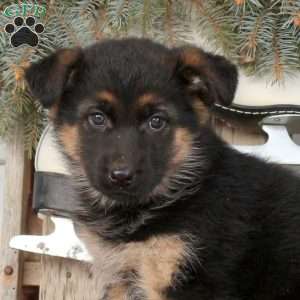 Liza, German Shepherd Puppy