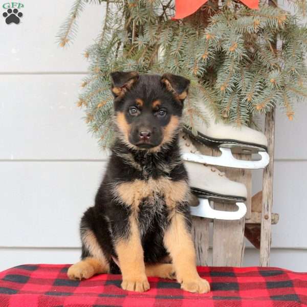Lizzy, German Shepherd Puppy