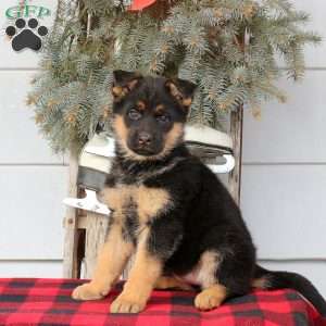 Lizzy, German Shepherd Puppy