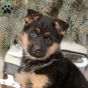Lizzy, German Shepherd Puppy