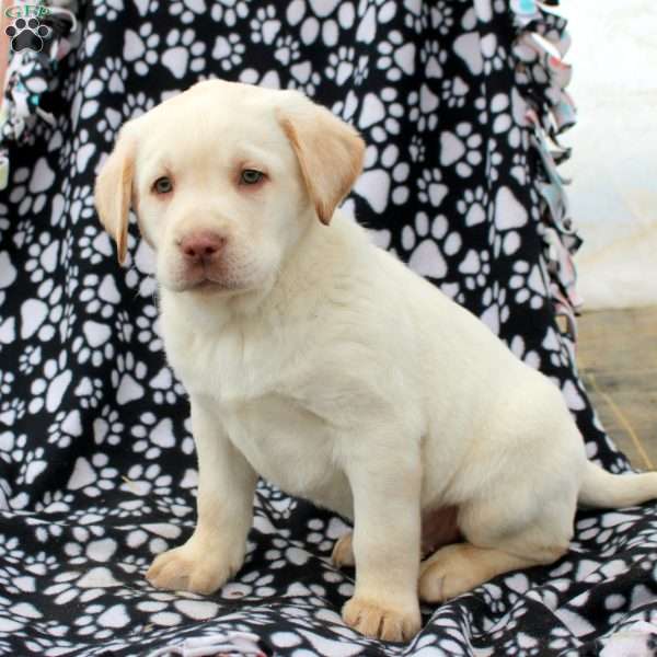 Logan, Yellow Labrador Retriever Puppy