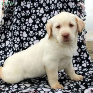 Logan, Yellow Labrador Retriever Puppy