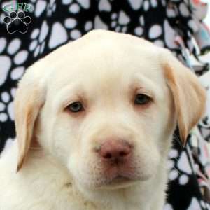 Logan, Yellow Labrador Retriever Puppy