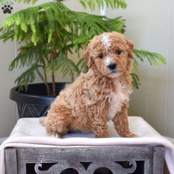 Lola, Mini Goldendoodle Puppy