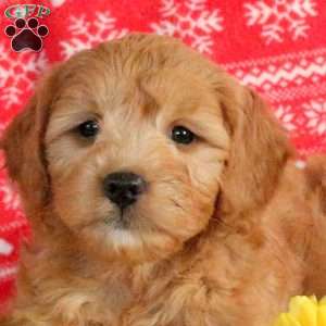 Lola, Mini Goldendoodle Puppy