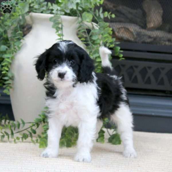 Lola-F1B, Cavapoo Puppy