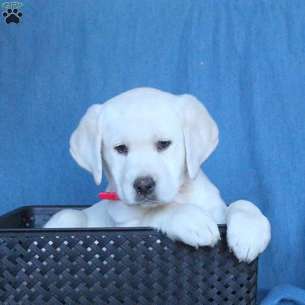 Lollipop, Yellow Labrador Retriever Puppy