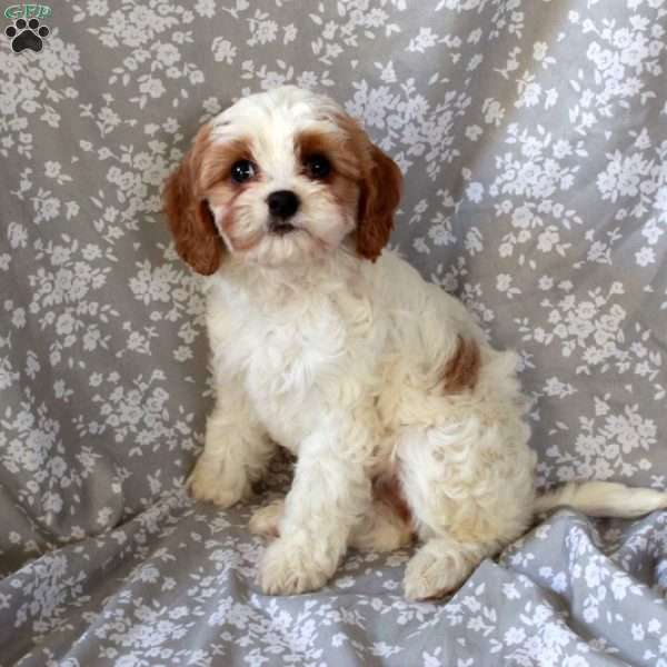 Lollipop, Cavapoo Puppy